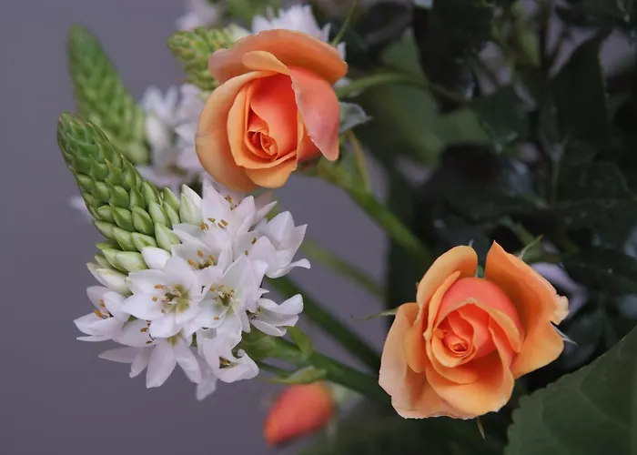 דירה Koala Bay Place