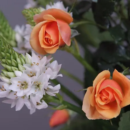 Daire Koala Bay Place